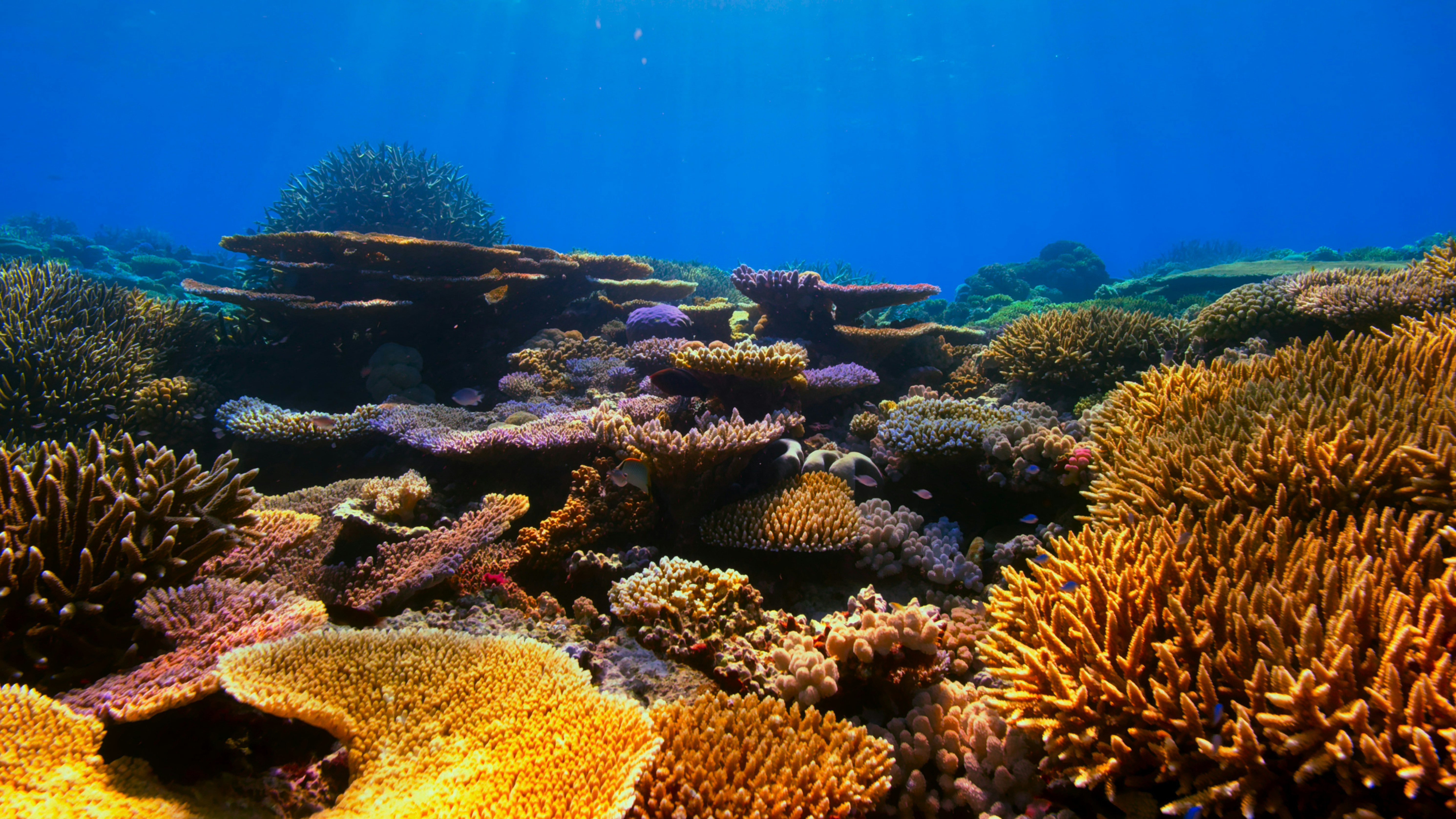 Coral Reef Revival